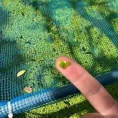 ウキクサの画像
