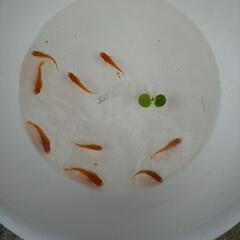 めだか