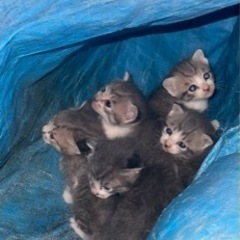 子猫1〜5匹の里親募集🐈
