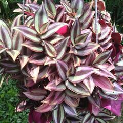 【観葉植物】トラディスカンチア・ゼブリナ吊り鉢