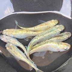 限定2🌈サボラメメダカ　M
5匹🌈