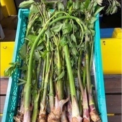 山ウド　ウド　山菜