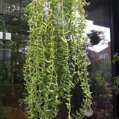 【観葉・多肉植物】三日月ネックレス吊り鉢