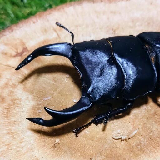 美形✨久留米産オオクワガタ 73.0㍉ ♂のみ