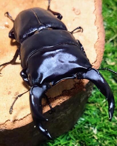 美形久留米産オオクワガタ 73.6㍉ ♂