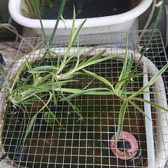 オリヅルラン 1株の画像