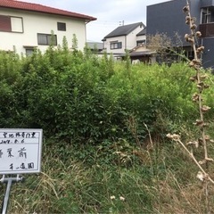 お庭のお手入れ🌸の画像