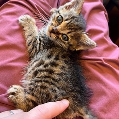 生後4週のキジ猫ちゃん