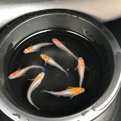 【紅白丹頂更沙】メダカ