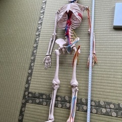 骨格模型の中古が安い!激安で譲ります・無料であげます(2ページ 骨格模型の中古が安い!激安で譲ります・無料であげます(2ページ