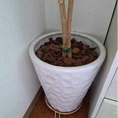 観葉植物　ウンベラータの画像