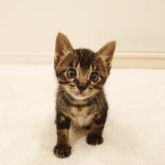 元気で甘えん坊な男の子です♪