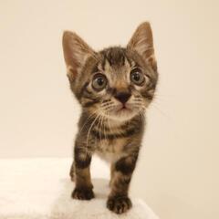 元気で甘えん坊な男の子です♪ - 猫
