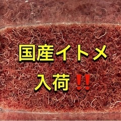 国産イトメ入荷‼️