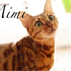 🐱里親募集中✨ベンガル✨ミミちゃん🐱