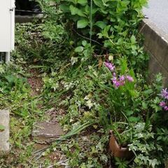 簡単な草刈り■5,000円■15-20分程度■久喜市の画像