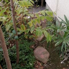 簡単な草刈り■5,000円■15-20分程度■久喜市の画像