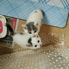 子猫兄弟　生後2ヶ月