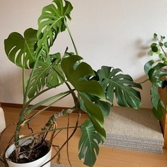 観葉植物 モンステラ 1鉢の画像