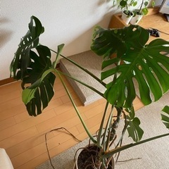 観葉植物 モンステラ 1鉢の画像