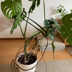 観葉植物 モンステラ 1鉢の画像