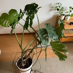 観葉植物 モンステラ 1鉢