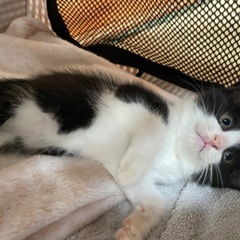 ボンネットにいたハチワレちゃん