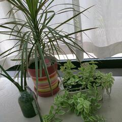 (お譲り先決定)観葉植物　3点