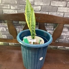 観葉植物(サンスベリア)