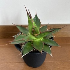アガベ　ホリダ