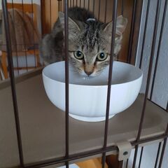 頑張ってきたキジ猫姉妹