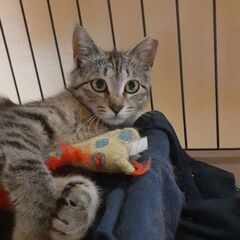 頑張ってきたキジ猫姉妹2