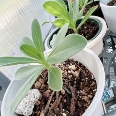 モンパノキの画像