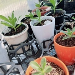 モンパノキの画像