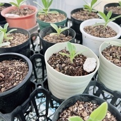 モンパノキの画像