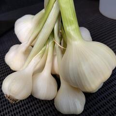 山口市阿東産 小粒ニンニク 1パック100円 農薬不使用の画像