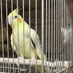 オカメインコ・コザクラインコの里親様募集