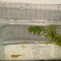 ミナミヌマエビ（黄色）の画像