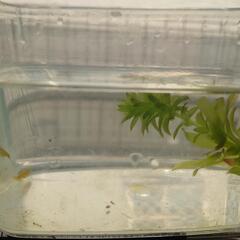 ミナミヌマエビ（黄色）の画像