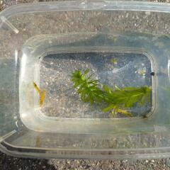 ミナミヌマエビ（黄色）の画像