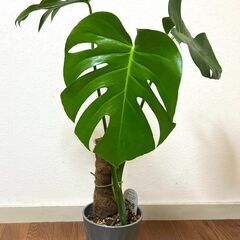 モンステラその他観葉植物