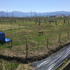 犬を自由に走り回らせられる農地お貸しします