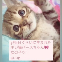 🌸🍓キジ猫バースちゃん🍓🌸譲渡