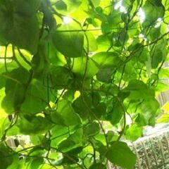 スーパー野菜！　ツルムラサキ科 オカワカメのムカゴ(別名 雲南百...