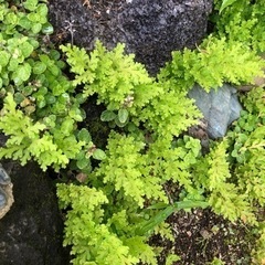 ★ 大岡山 ★ クラマシダ ★ 鉢付は300円 ★ クラマゴケ ★ シダ ★ 山野草 ★の画像