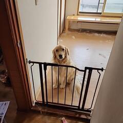 里親募集します。