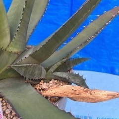 アガベサルミアナクラッシスピナ　アガベチタノタ　ドライガーデンの画像