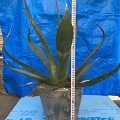 アガベサルミアナクラッシスピナ　アガベチタノタ　ドライガーデンの画像