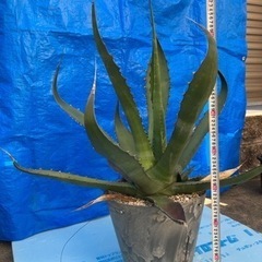 アガベサルミアナクラッシスピナ　アガベチタノタ　ドライガーデンの画像