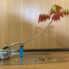 【値下げ】ミニ盆栽　小品盆栽　盆栽　セット③